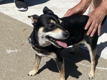 Miniature Pinscher – Finding Mia a new home – St. Anthony