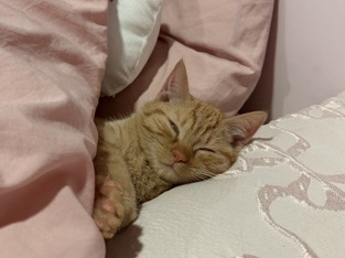 kittens – Pomona