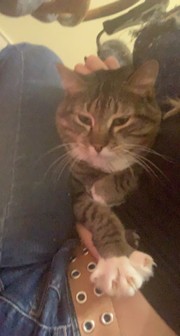 urgent rehome needed