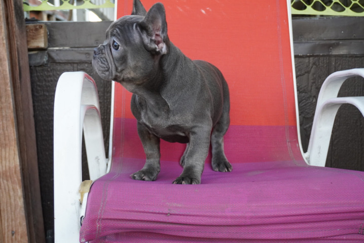 French Bulldog β french bulldog