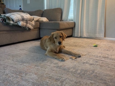 Golden Retriever – Sweet Golden Retriever – Waterloo