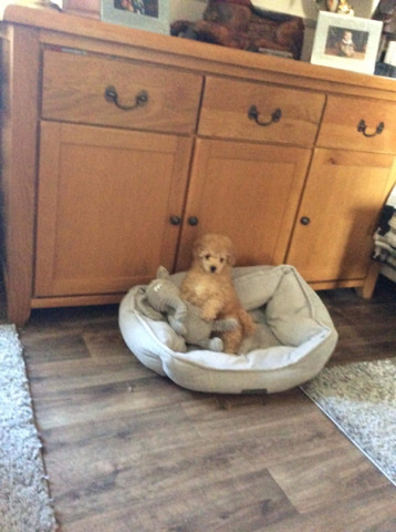 Poodle – 12 Week Toy Poodle