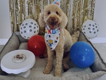 Goldendoodle – goldendoolde – Tampa