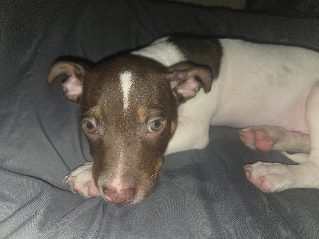 Rat Terrier – rat terrier with pitbull – Lake Wales