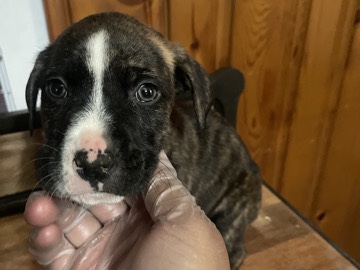 American Pit Bull Terrier – baby pitbulls – Anderson