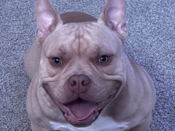 Bulldog – micro bully – Savannah