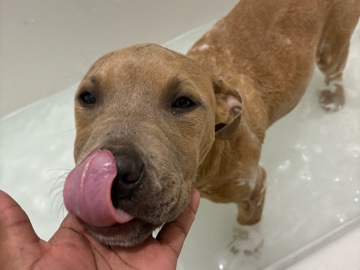 American Pit Bull Terrier – 8 months old puppy – Atlanta