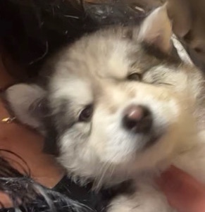 Siberian Husky – Husky puppy