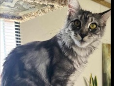 Maine Coon - Purebred Maine **** Kitten – 6 Months Old – Fixed & Chipped – Ready Now! available for adoption in Cedar Rapids