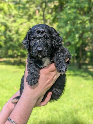Golden Mountain Doodle Puppies – Broken Arrow