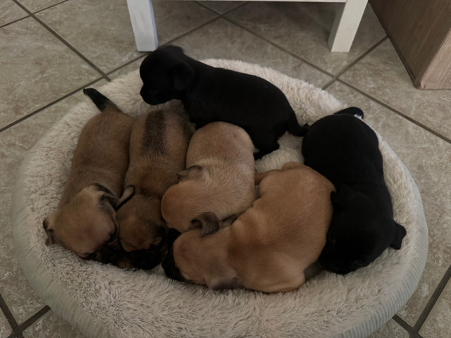 Pug β Chug Puppies