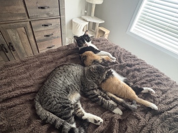 Domestic Shorthair Calico & Gray Domestic Short hair cat – Fargo