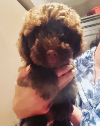 poochon