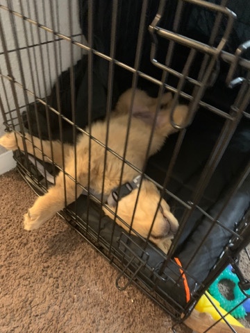 Golden Retriever – Golden retriever puppy for sell