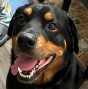 Rottweiler – Adult Rottweiler mix free to good home