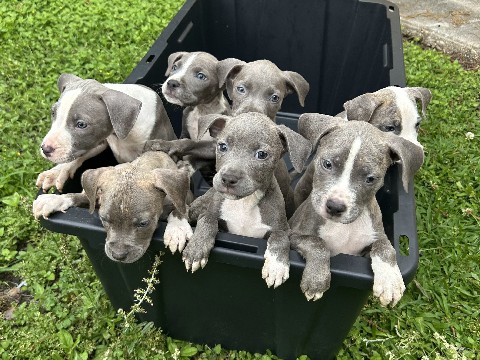 American Pit Bull Terrier – 10 week XL Bully Mix puppies – Baton Rouge