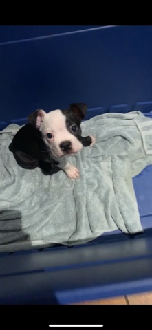 Boston Terrier – Find milo a home!