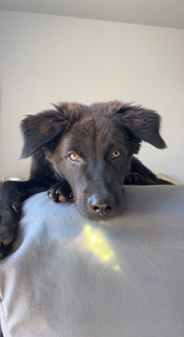 Great Pyrenees – black Pyrenees and possibly lab
