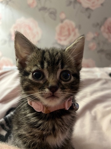 beautiful tabby female kitten