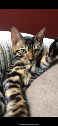 Bengal kitten