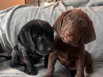 Labrador Husky – Black Lab -female – Otis Orchards