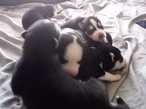 Siberian Husky – puppies ( huskys ) – Las Vegas