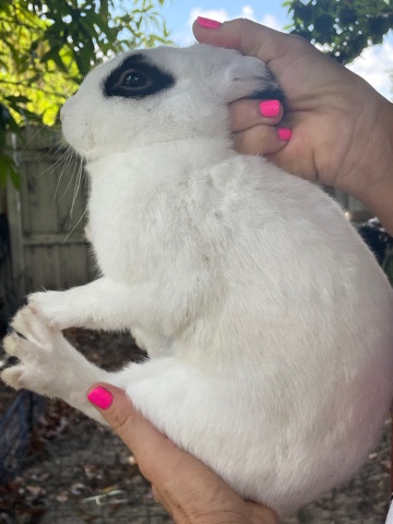 bunny