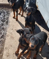 Doberman Pinscher – male Doberman