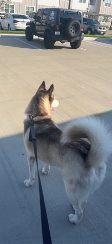 Siberian Husky – Shasta