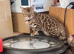Bengal – bengal male
