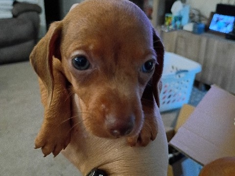 miniature dachshund puppies 
