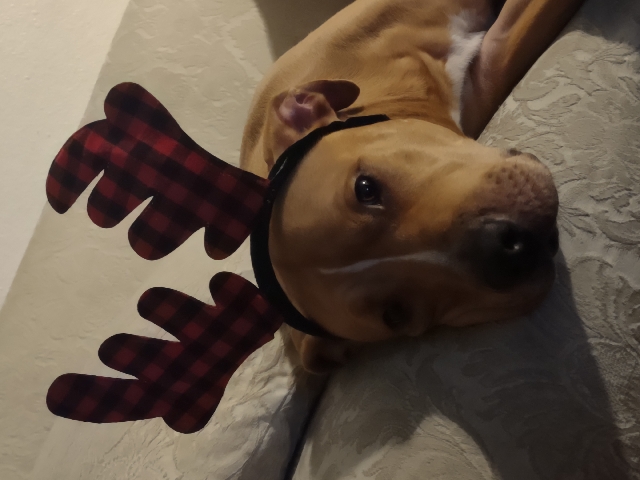 American Pit Bull Terrier – Dog for rehoming