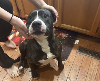 American Pit Bull Terrier – Rocky – De Graff