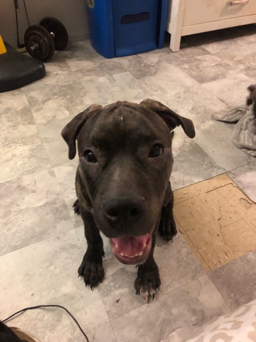 American Pit Bull Terrier – Mixed with American Bully. Hi my name is smoke!