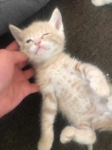 American Curl – kitten