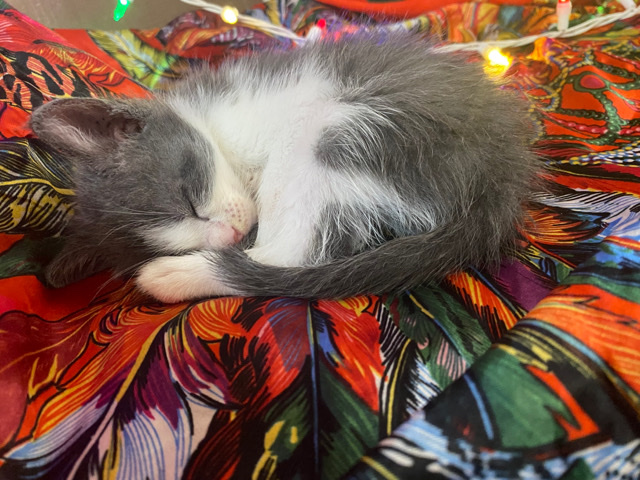 American Shorthair – 2 Male kittens