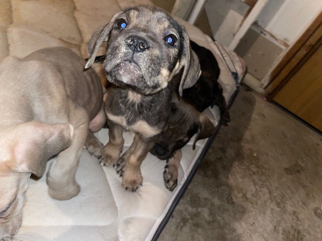 Cane Corso – Cane corso puppies