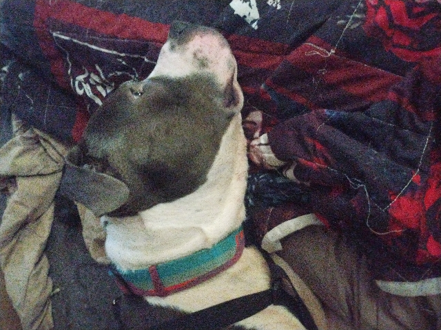 American Pit Bull Terrier – gambit