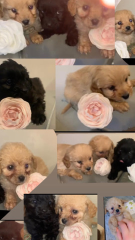 cava-doodle puppies