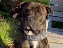 Mixed Breed – looking to rehome my boy Lenny – Liverpool