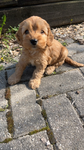 Male cockapoo puppy