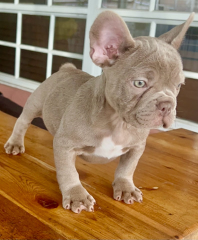 French Bulldog – French Bulldog Puppy