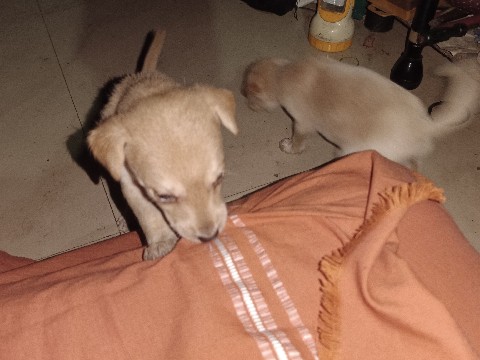 Indian pariah dog – Pups for free – Mattannur