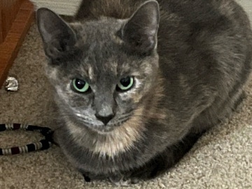 American Shorthair – Nyx – Suwanee