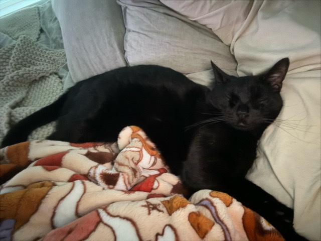 Smokey – Milpitas