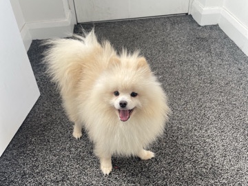 Pomeranian - Rare XS Russian Pomeranian Boy available for adoption in Hornchurch