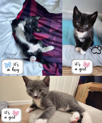 Tuxedo Kittens