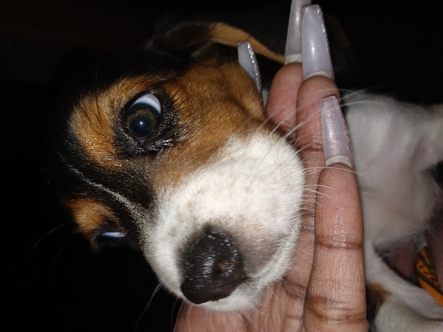 Beagle – Beagle puppys