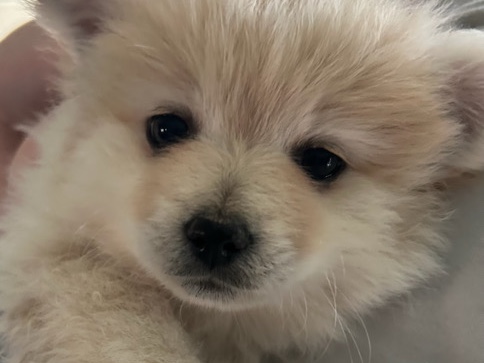 Pomeranian – pomeranian puppies – Little Falls