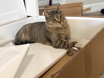 American Shorthair – Friendly 1-Year-Old American Shorthair Cat – Clemmons – Clemmons